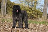 BOUVIER DES FLANDRES 302